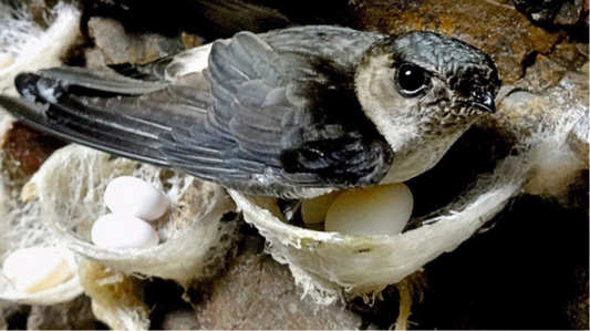 Giá trị của tổ yến so với trứng gà