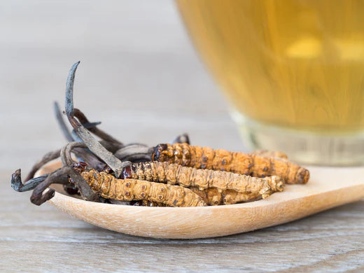 The Nutritional Benefits of Cordyceps