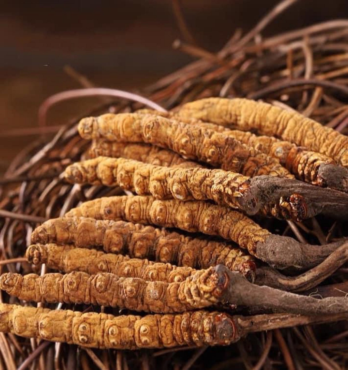 Natural Tibetan Cordyceps