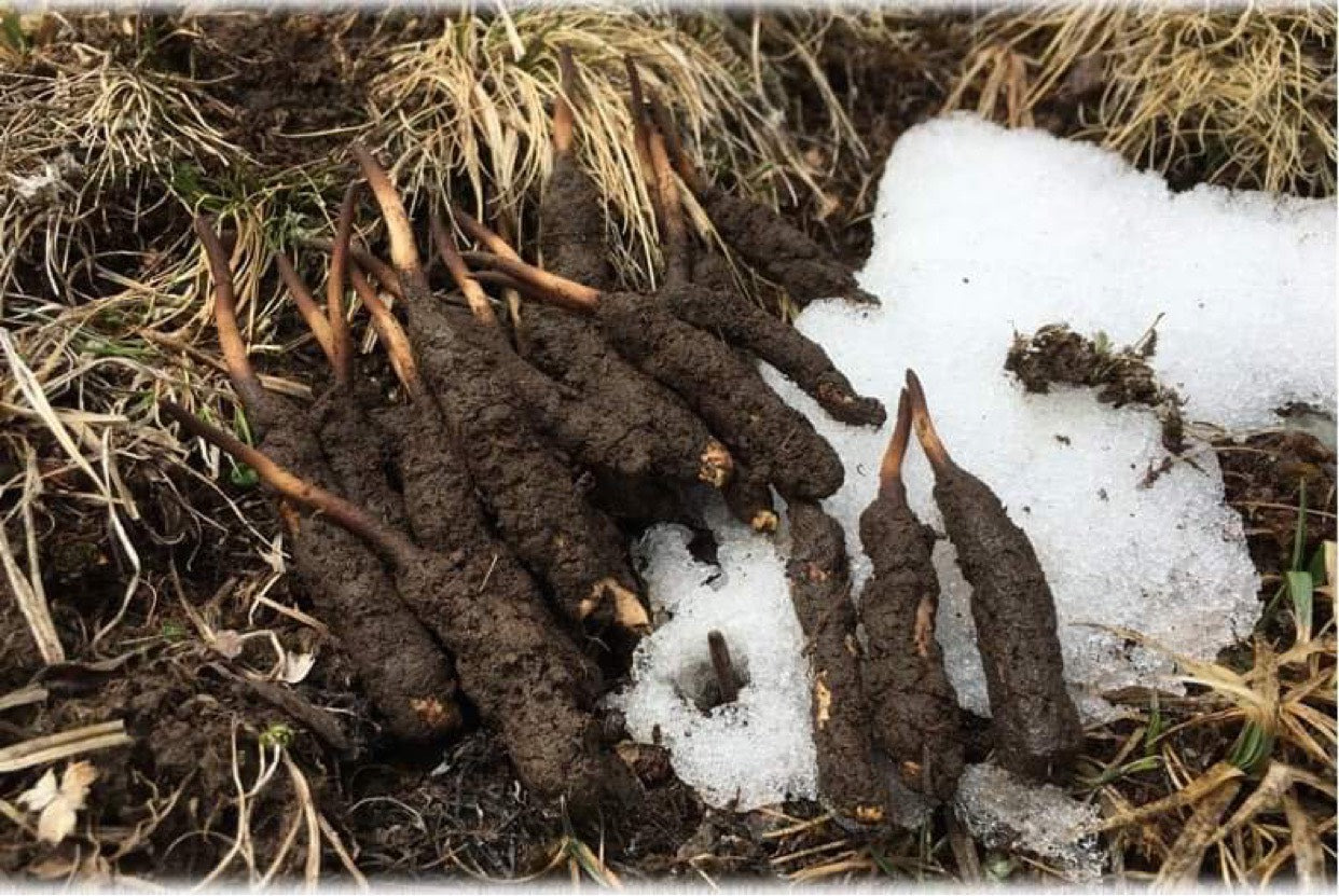 Natural Tibetan Cordyceps